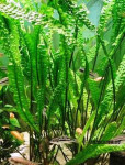 Akvarijske rastline