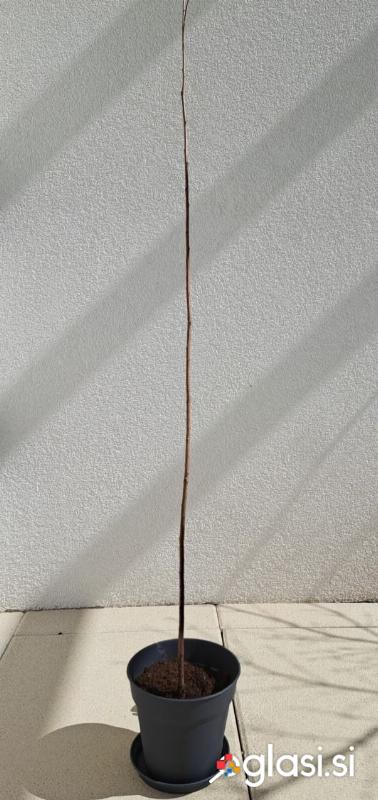 Manjša bela vrba (Salix alba L.) naprodaj