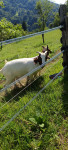 Kozlička