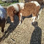 KONJ PONI ŽREBEC ŽREBČEK