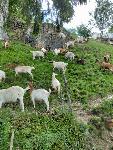 Cerkno