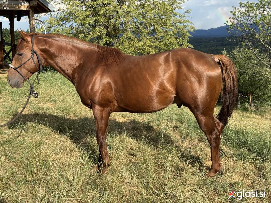 Quarter horse žrebec