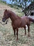 Quarter horse žrebec