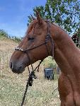 Quarter horse žrebec
