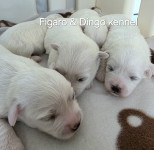 Coton de Tulear