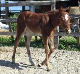 Prodam qh zrebico