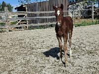 Prodam qh zrebico