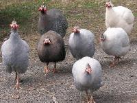 Pegatke