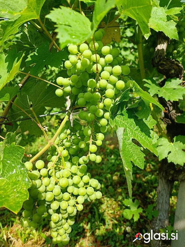 Grozdje