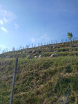 Jagnjeta