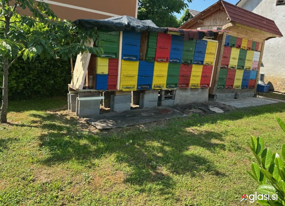 Čebele
