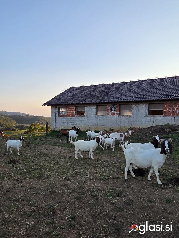 Čreda burskih koz