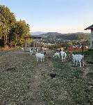 Čreda burskih koz