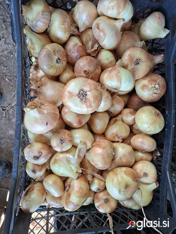 Rumena in rdeča čebula