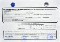 Beli švicarski ovčar, dolgodlaka samica