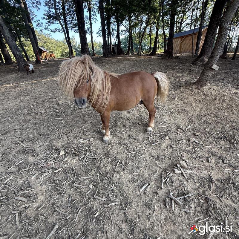 Rodovniški Šetlandski poni