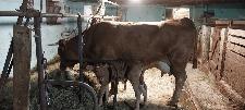 Prodam kravo s teletom  LS/LIM  staro 5 let.