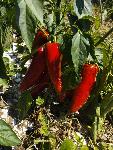 Špic paprika z njive