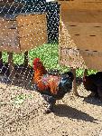 Petelini Marans