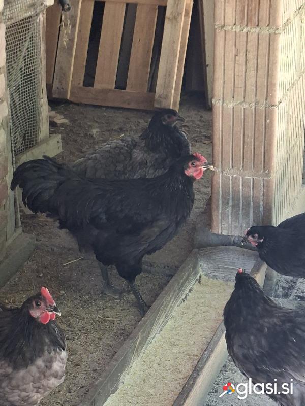 Mlade kokoši in petelini Australorp