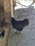 Mlade kokoši in petelini Australorp