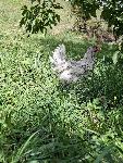 Kokoši australorp v splash in črni barvi
