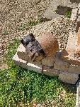 Jermenica za ursus 335 po ugodni ceni