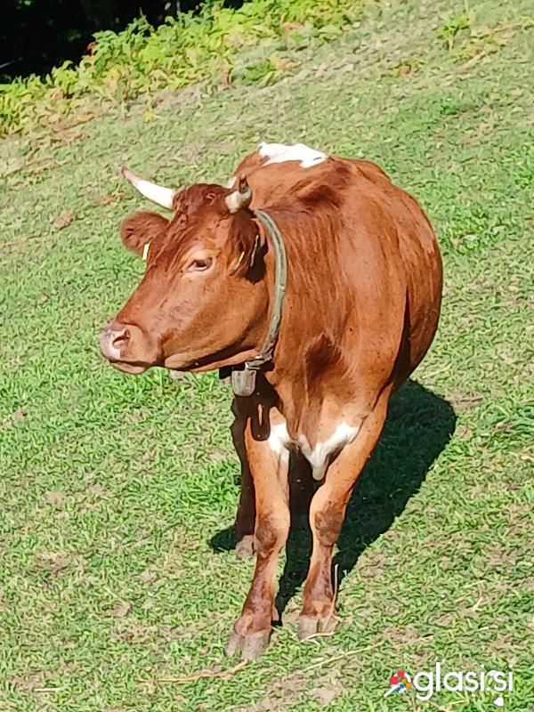 Prodam brejo kravo CK (Cika)