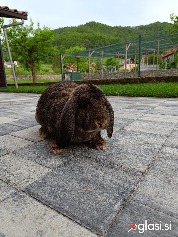 Ovnači