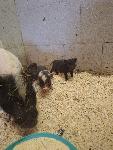 Mini ameriška pujska