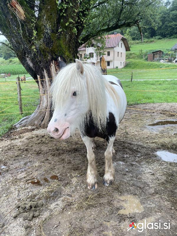 Irish cob kobila 10 let