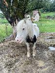 Irish cob kobila 10 let