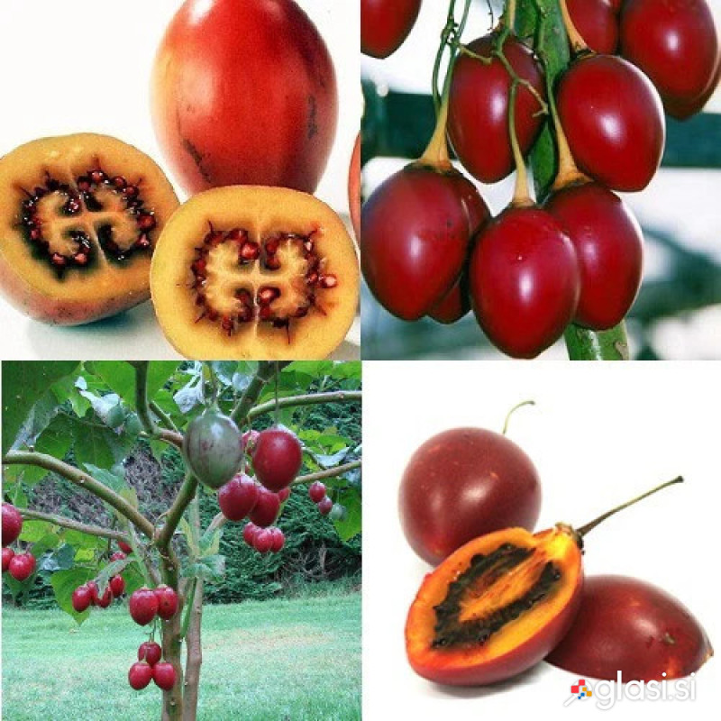 Drevesni paradižnik (Tamarillo), čez 2m