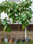 Drevesni paradižnik (Tamarillo), čez 2m
