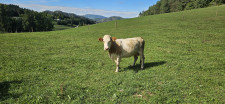 Pašne krave