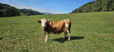 Pašne krave