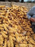 Obiralec koruze SIP KK30 PRODAM