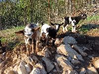 Koze, mini, himalajske