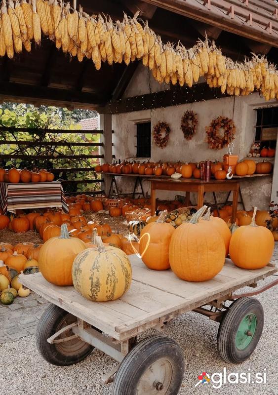 HALLOWEEN BUČE