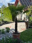 Palma -  Trachycarpus fortunei (na voljo 2 kosa)