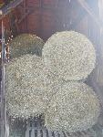 Okrogle bale sena