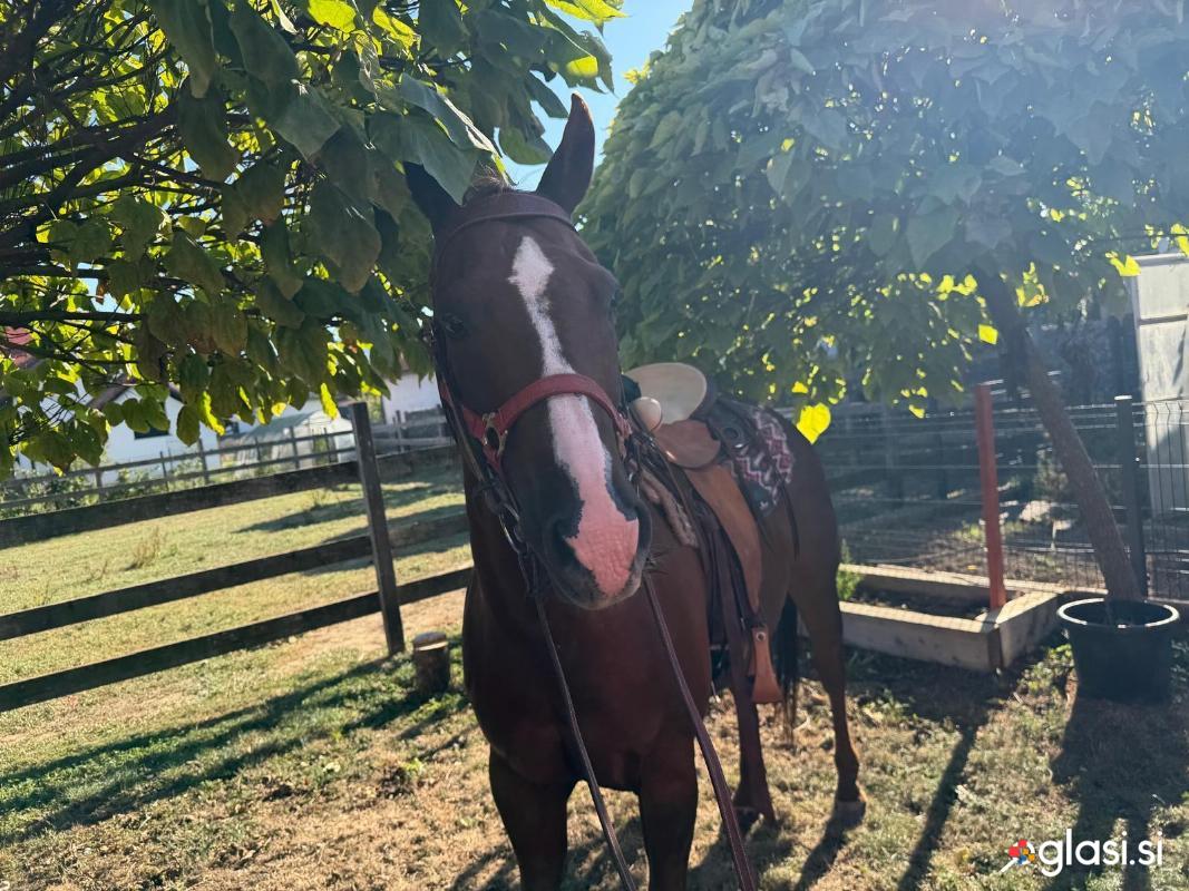 Prodam kastrata guarter horse