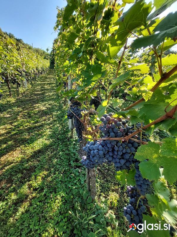 Vino CVIČEK