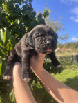 Cane corso