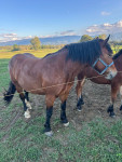KOBILA SHL, A RODOVNIK, BREJA, Z ŽREBETOM