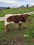 Telice in krave pasme cika