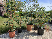FEIJOA (ananasova guava, Acca sellowiana)