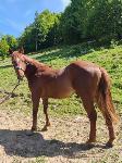 Konj žrebec paint horse
