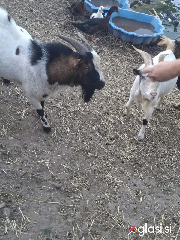 Dva mini kozlička