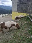 Poni žrebico